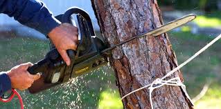 Best Tree Removal  in Ellsworth, ME