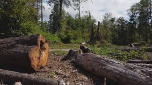 Best Storm Damage Tree Cleanup  in Ellsworth, ME