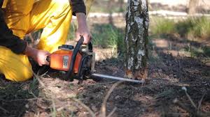 Best Tree Maintenance Programs  in Ellsworth, ME