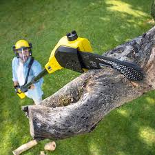Best Lawn Disease Treatment  in Ellsworth, ME