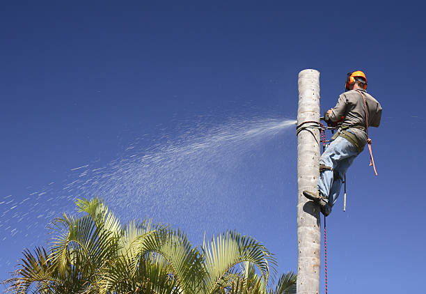 Best Root Management and Removal  in Ellsworth, ME