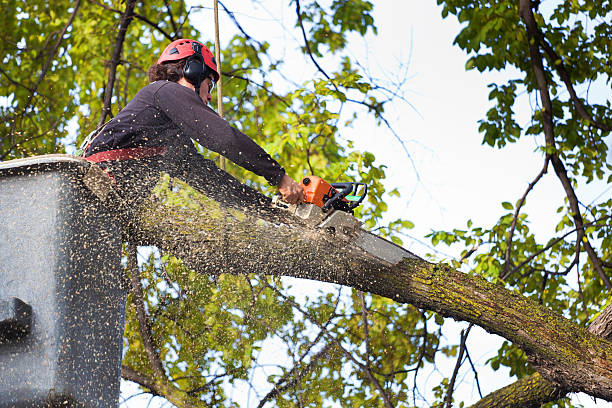 Best Lawn Watering Services  in Ellsworth, ME