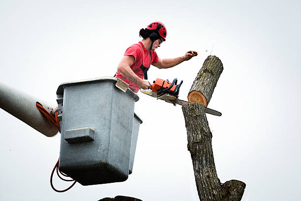 How Our Tree Care Process Works  in  Ellsworth, ME