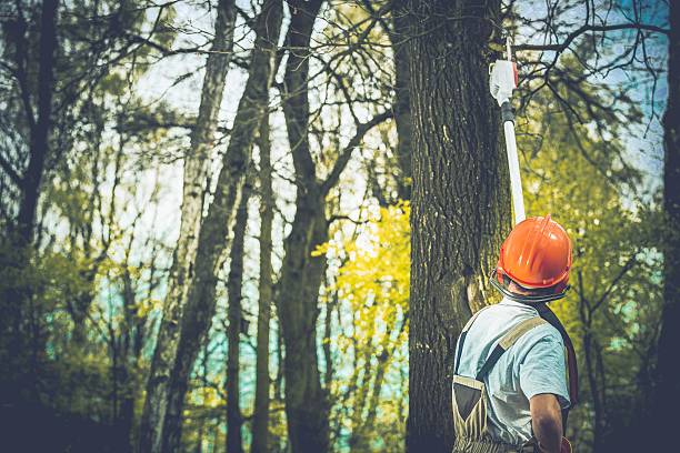 Best Arborist Consultation Services  in Ellsworth, ME
