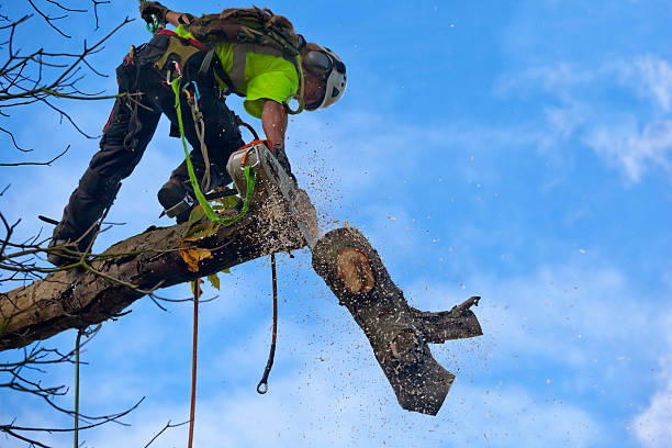 Best Stump Grinding and Removal  in Ellsworth, ME