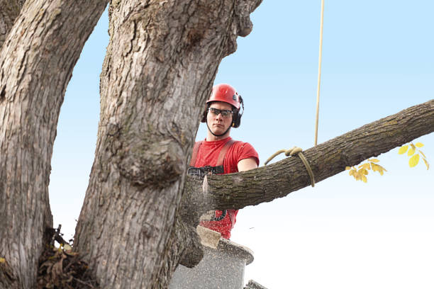 Best Emergency Tree Removal  in Ellsworth, ME